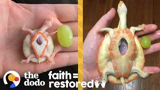 Exposed Heart Turtle Flaps Her Arms Whenever Her Dad Comes Near Her Tank | The Dodo Faith = Restored