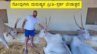 Cows and bulls demands human touch and love - Varthur Santhosh