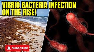 Vibrio Infections: What You Need to Know!