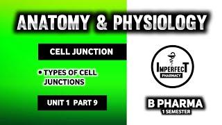 Cell Junctions | Types Of Cell Junctions | Human Anatomy And Physiology | HAP | B Pharma 1st Sem