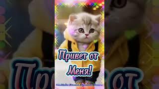 Доброе Утро  Зажигательная  Песня для Настроения #shorts #доброе утро #cats
