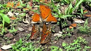 The Gulf Fritillaries Mating (best on 1080HD)