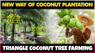 Triangle Coconut Tree Farming | New way of Coconut Tree Plantation to Get More Yield in Small Land