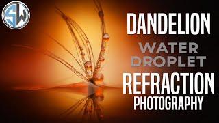 Dandelion Water Droplet Refraction Photography!