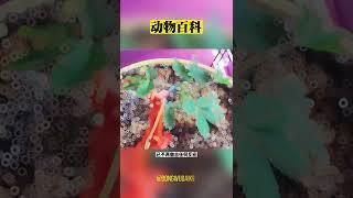 你知道嗎？含羞草能被羞死嗎？#科普#大自然#動物#百科#含羞草#植物
