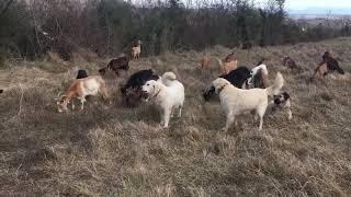 goats are safe with livestock guard dogs on duty