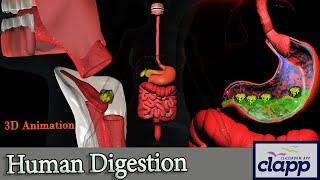 Human Digestive System- A quick guide (3D Animation)