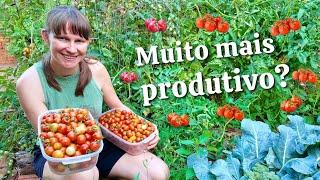 What happens when you plant Cherry Tomatoes?