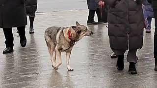 Деловая жизнь москвича