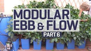 How to set up an Ebb & Flow / Flood & Drain Hydroponics Growing System - PART 6 of 6