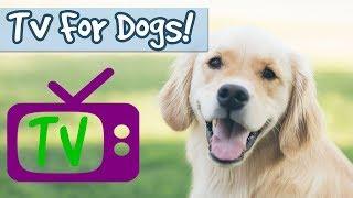 Dog Chill Out TV! Entertainment for Bored Dogs, Nature Visuals Combined with Relaxing Music for Dogs