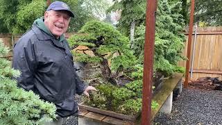 Michael Hagedorn’s Wonderful Bonsai Collection