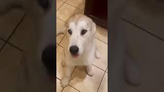 Dogs being idiot part 86| Funny dogs compilation #funnydog #funnypet #cutedog #dog