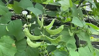अमेरिका मा Nepali Organic Vegetable Gardening | Nepali Vlog | डाले खुर्सानी | फार्सी#nepalivlogusa