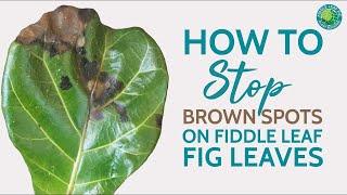 How to Treat Brown Spots on Fiddle Leaf Fig Leaves [& Save Your Plant Fast!]