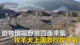 遊牧現場野狼四面來襲，牧羊犬全部火速出擊，上演了一場激烈的攻守戰#動物世界 #孤狼#牧羊犬#人類#野狼#牧區#狩獵#animalworld #sheepdog#human#wildwolf