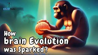 How  Sparked Human Brain Evolution?