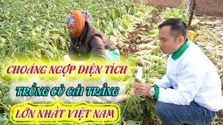 Mô hình trồng củ cải trắng - Nhân sâm mùa đông của người Việt