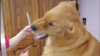 Golden Retriever snaps at groomer