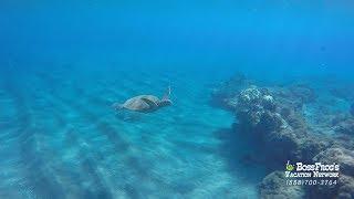 Maui Snorkeling with Boss Frog's