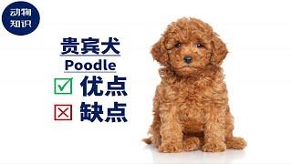 贵宾犬：优点&缺点！