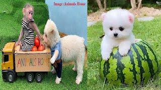 Tik Tok Chó Phốc Sóc Mini  Funny and Cute Pomeranian #140