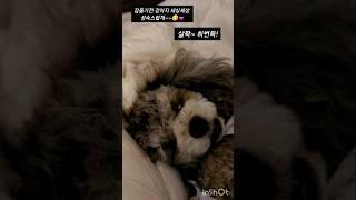 잠들기전 강아지 굳이 이쁠필요없는데 #Tiny #자장가 #cute #puppy #실버푸들