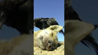 Australia's history of persecution against apex predators.