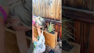 Time for a planter box refresh with ornamental grasses!  #planterbox #ornamentalgrass