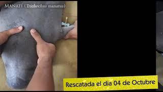 Cría de Manatí en recuperación