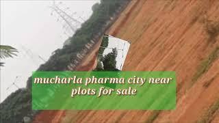 the biggest mucharla pharma city near open plots for sale per sq-12000.