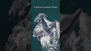 A Humpback Whale can eat up to 10,000lbs in a single day! #whale