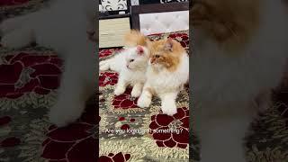 billu is extremely talented #catcomedy #catvideo #viralcat #cat