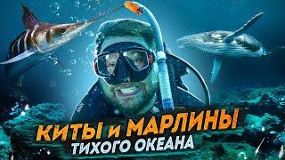 Diving with whales and marlin! Russian tourist in Mexico!