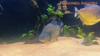 Maculatus And Sanchezi piranha cohab