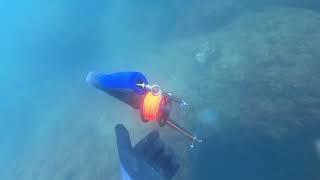 Spearfishing Gil cohen דיג בצלילה חופשית