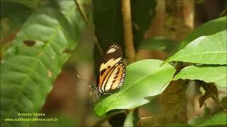 Eueides isabella dianasa Brazil by Antonio Silveira.