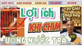 +30 Giải đáp hay từ Nhất Tiến Lập, Chim chào mào uống nước trà có lợi ích gì?