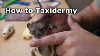 How to Taxidermy a Weasel