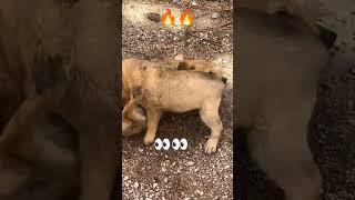 puppy fighting video #shorts #shortvideo #dog #dogfighting #shortsfeed #doglover #viral