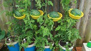 Growing Watermelon At Home - Watermelon Hanging Basket