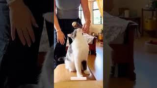 #cat #funny #happycats #catmemes #music #memes #trending #trendingshorts #new #reels