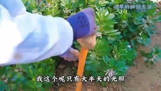 给豌豆做个简单管理，种菜就是这样每天有做不完的事，忙碌而充实