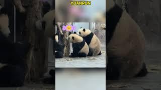 大熊猫园润一家搞破坏训练 #panda #redpanda夕消 #cute #redpanda夕消 #上野パンダ #funny #animals #cutepanda #pets #zoo