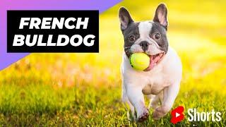 French Bulldog  One Of The Smallest Dog Breeds In The World #shorts