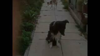 Peter Owen baker dogs