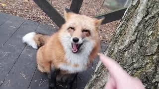 Ли Сяо / Alice the Fox Лиса Алиса (Новая игрушка!!)