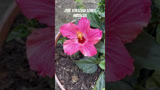 A delicious treat for Humphrey️#gardening #hibiscus #garden #farm #flower #tortoisefood #shorts