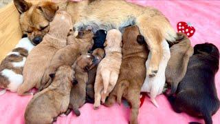 Amazing dog mom : This tiny one raised 12 puppies! 