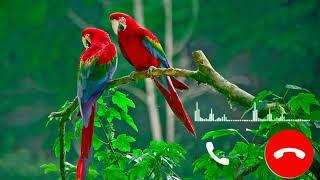 Bird Sms ringtone _ Message Tone _ new sms ringtine _ Notification Tone #tone #viral #ringtone